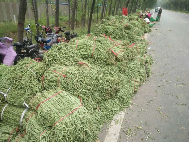 卜豆角