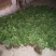 金丝皇菊苗/贡菊苗/七月菊苗/免费技术指导