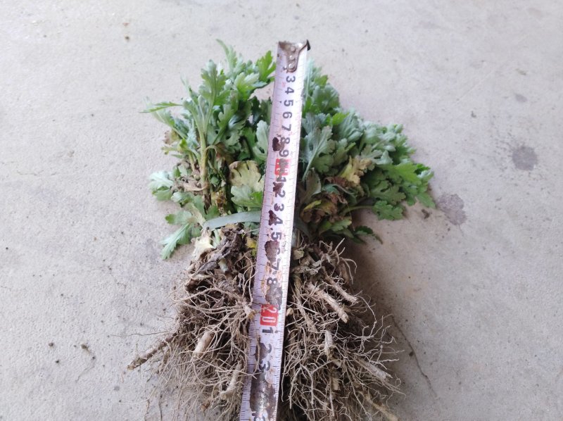 金丝皇菊苗/贡菊苗/七月菊苗/免费技术指导