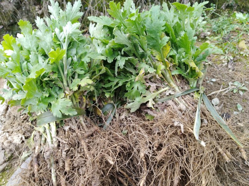 金丝皇菊苗/贡菊苗/七月菊苗/免费技术指导