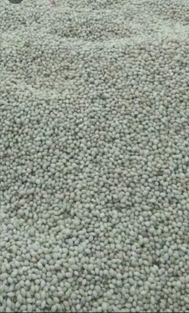 白果，银杏干果