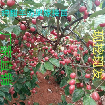 出售云南德宏羊奶果嫁接苗，德甜二号羊奶果苗