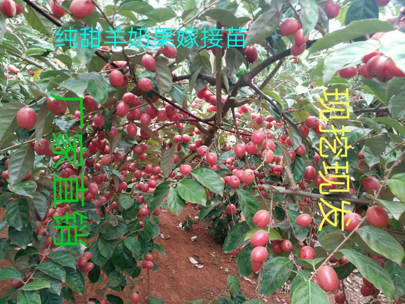 出售云南德宏羊奶果嫁接苗，德甜二号羊奶果苗