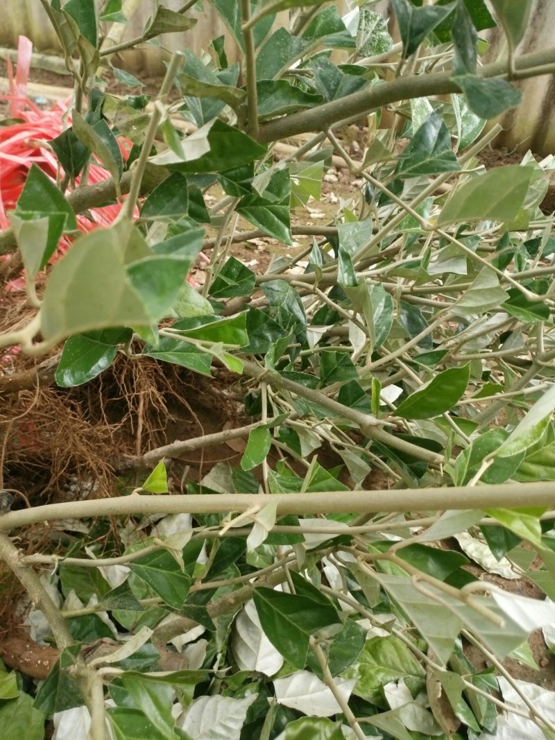 出售云南德宏羊奶果嫁接苗，德甜二号羊奶果苗