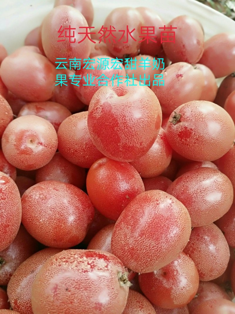 出售云南德宏羊奶果嫁接苗，德甜二号羊奶果苗