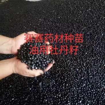 油用牡丹籽牡丹籽凤丹牡丹籽榨油专用牡丹籽牡丹子