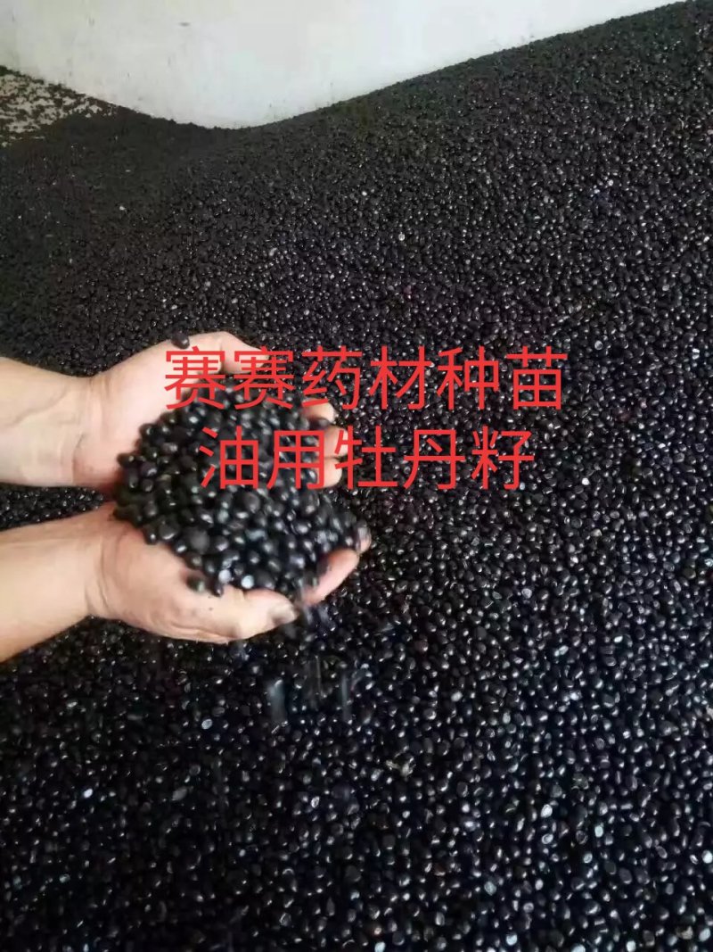 油用牡丹籽牡丹籽凤丹牡丹籽榨油专用牡丹籽牡丹子
