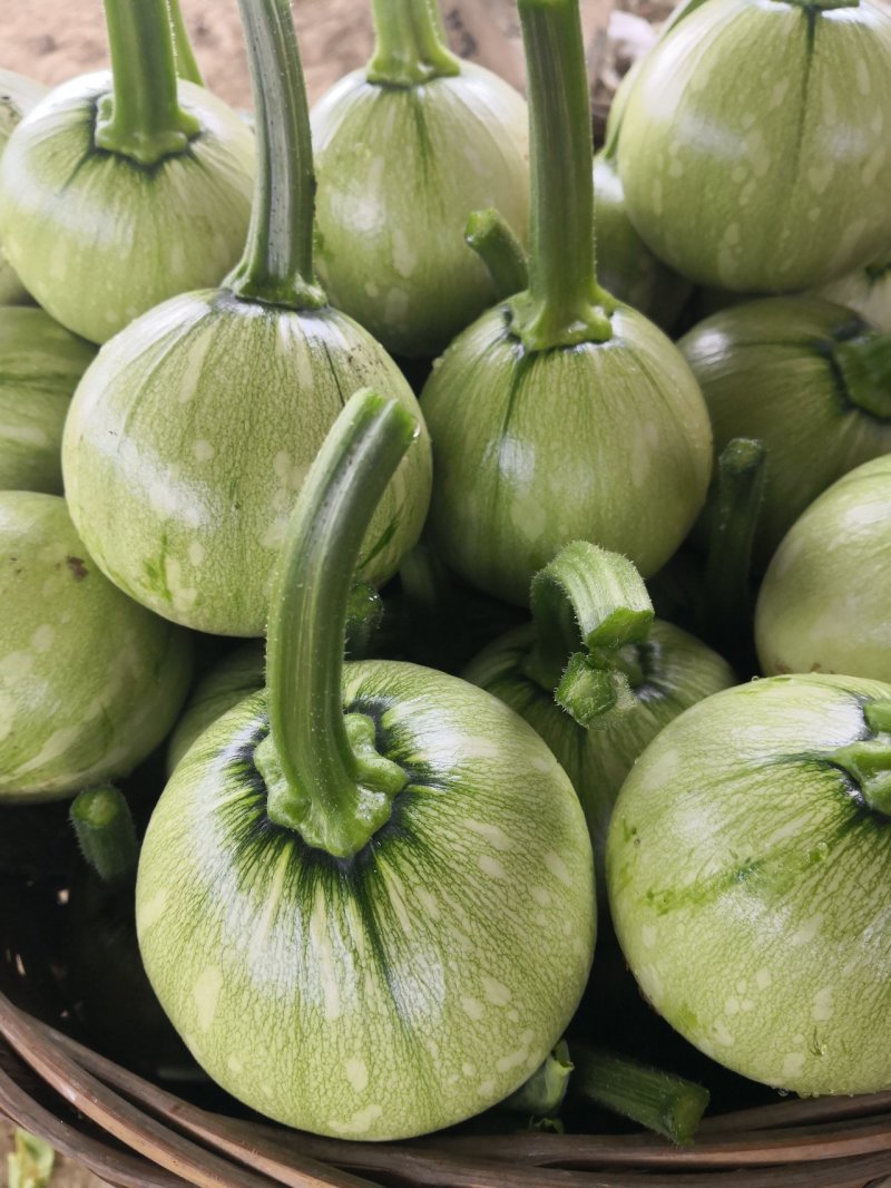 鲜嫩小南瓜🎃