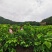 精制桑叶茶铁观音桑叶茶冬桑叶保健桑叶茶盐亭桑叶