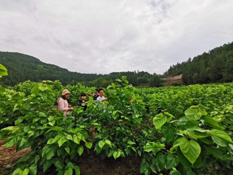 精制桑叶茶铁观音桑叶茶冬桑叶保健桑叶茶盐亭桑叶
