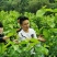 精制桑叶茶铁观音桑叶茶冬桑叶保健桑叶茶盐亭桑叶