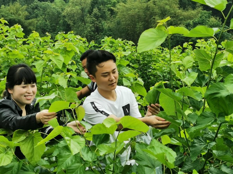 精制桑叶茶铁观音桑叶茶冬桑叶保健桑叶茶盐亭桑叶