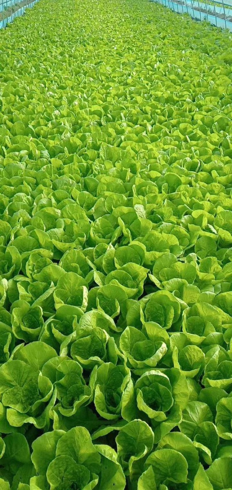 【畅销】一级小白菜毛白菜快菜常年出货基地直供