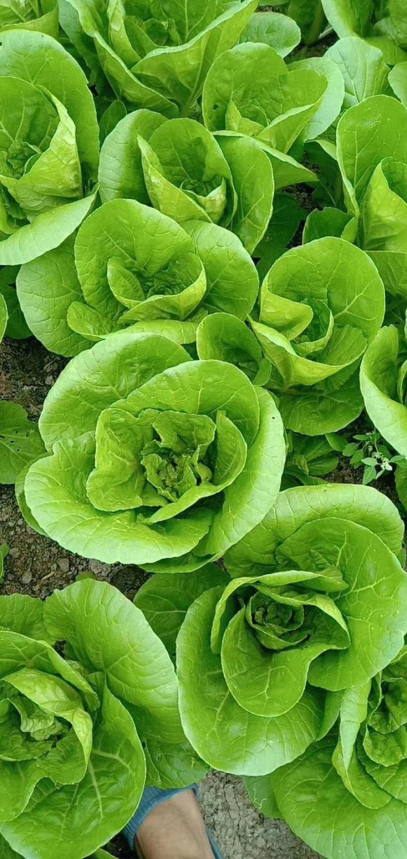 【畅销】一级小白菜毛白菜快菜常年出货基地直供