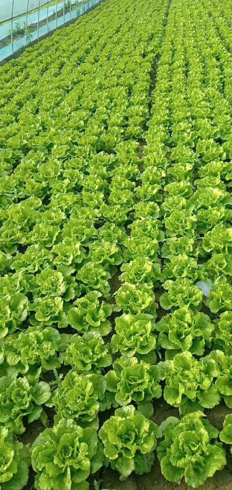 【推荐】南通一级精品生菜意大利生菜高端品质基地直供