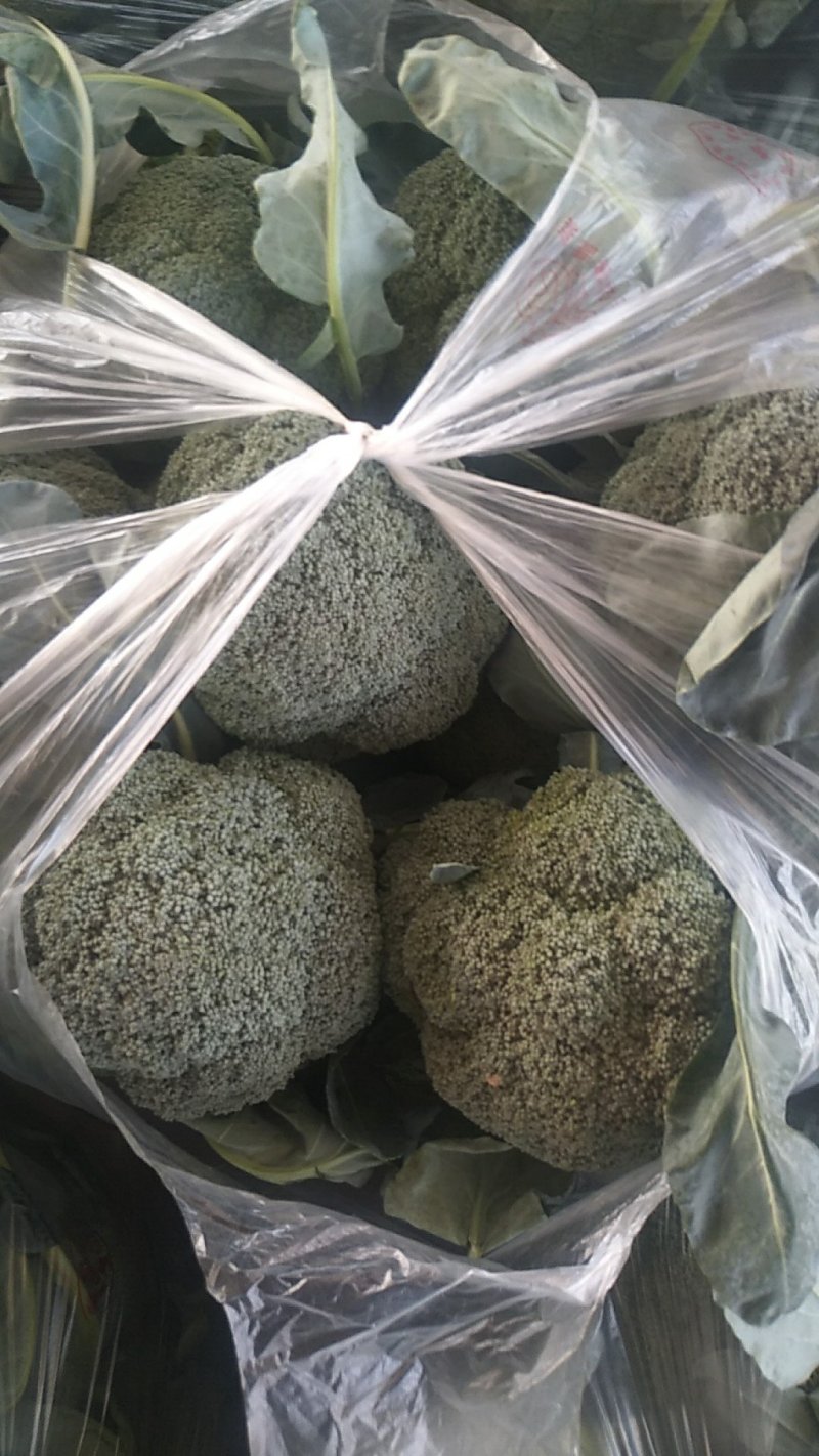 西兰花:研秀，**，寒秀产地直供！承接全国各地商家超市