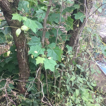 枣树