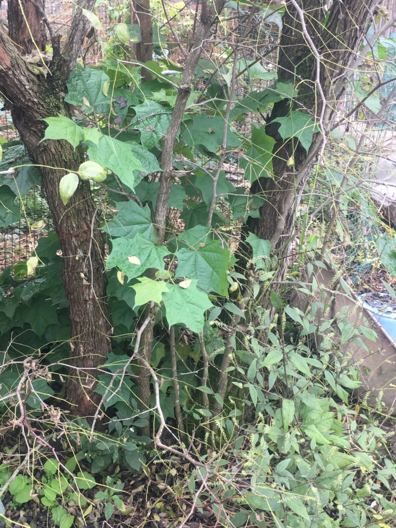 枣树