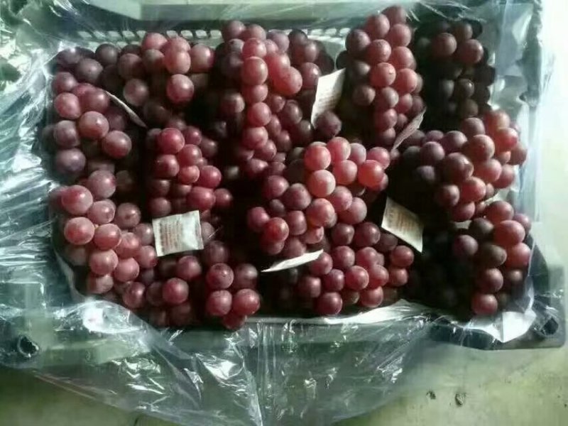 巨峰葡萄冷库储存巨峰葡萄