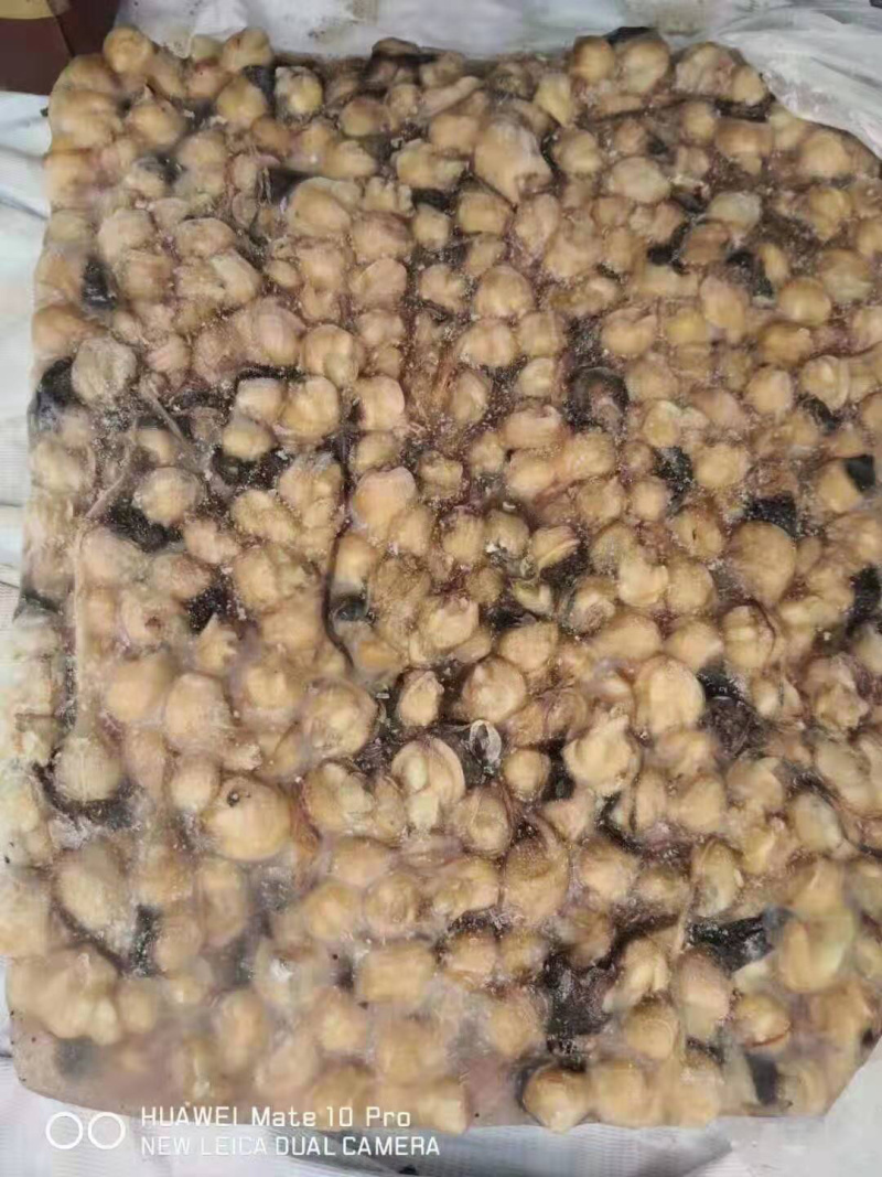 300-500赤道去牙鱿鱼嘴