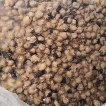 300-500赤道去牙鱿鱼嘴