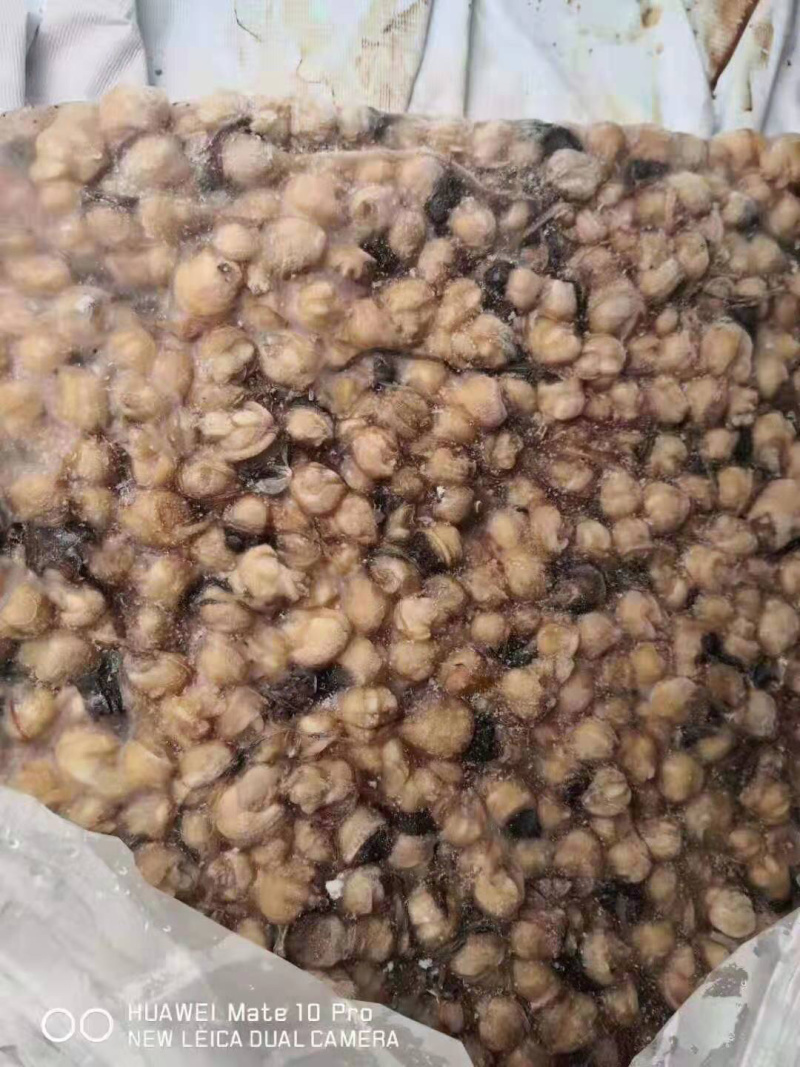 300-500赤道去牙鱿鱼嘴