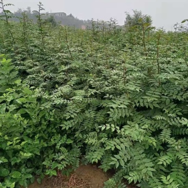 大红袍花椒苗