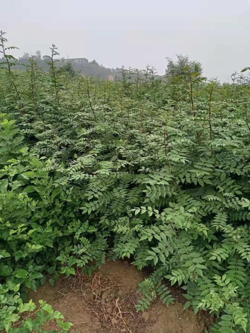 大红袍花椒苗