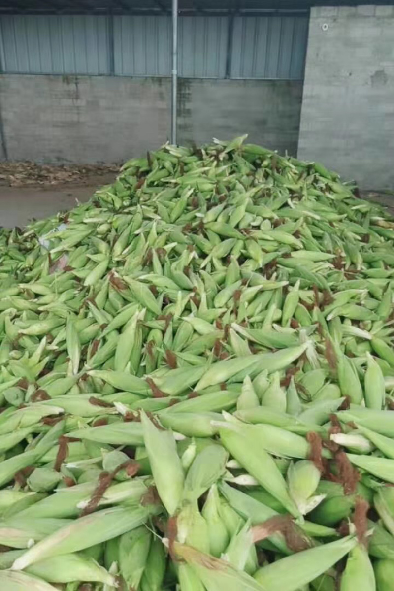 蔬品荟-汉南甜玉米