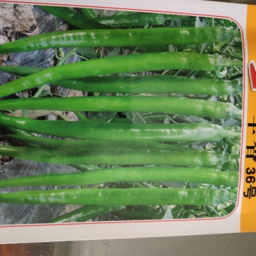 农望辛36香号线椒种子