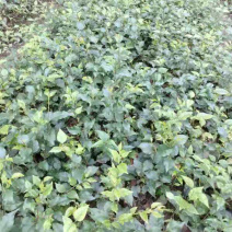 小叶苦丁茶苗苦丁茶苗扦插苗四川小叶苦丁茶苗