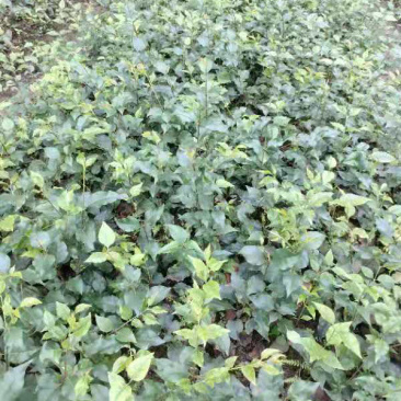 小叶苦丁茶苗苦丁茶苗扦插苗四川小叶苦丁茶苗