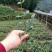 小叶苦丁茶苗苦丁茶苗扦插苗四川小叶苦丁茶苗