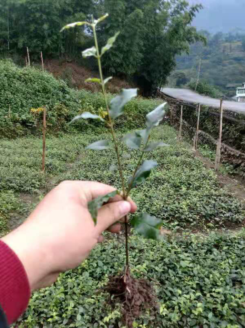 小叶苦丁茶苗苦丁茶苗扦插苗四川小叶苦丁茶苗