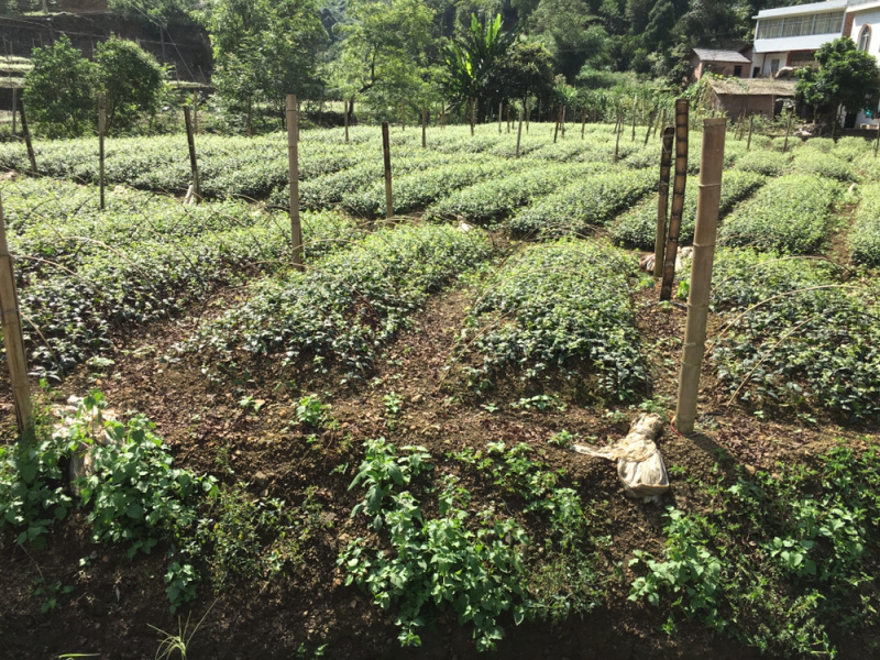 小叶苦丁茶苗苦丁茶苗扦插苗四川小叶苦丁茶苗