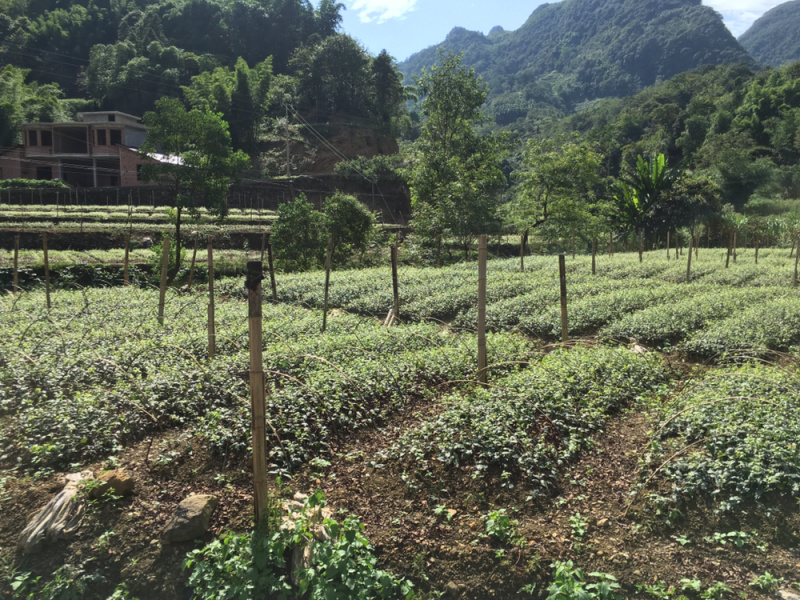 小叶苦丁茶苗苦丁茶苗扦插苗四川小叶苦丁茶苗