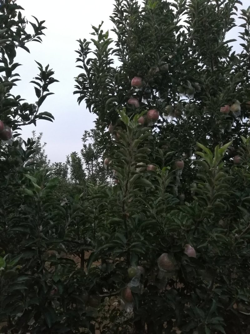 中秋王苹果