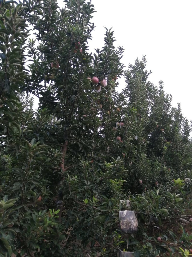 中秋王苹果