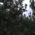 中秋王苹果