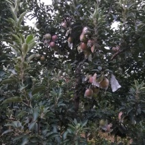 中秋王苹果