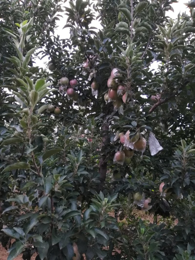 中秋王苹果