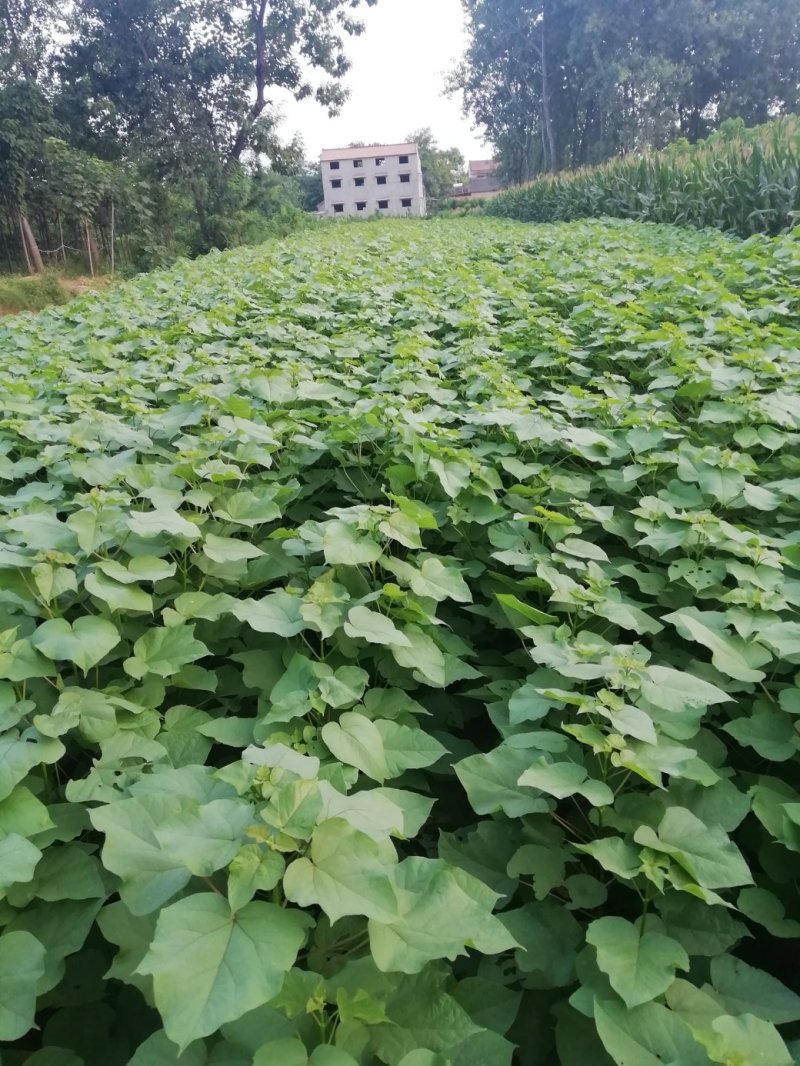 出售自家种植的梓树小苗