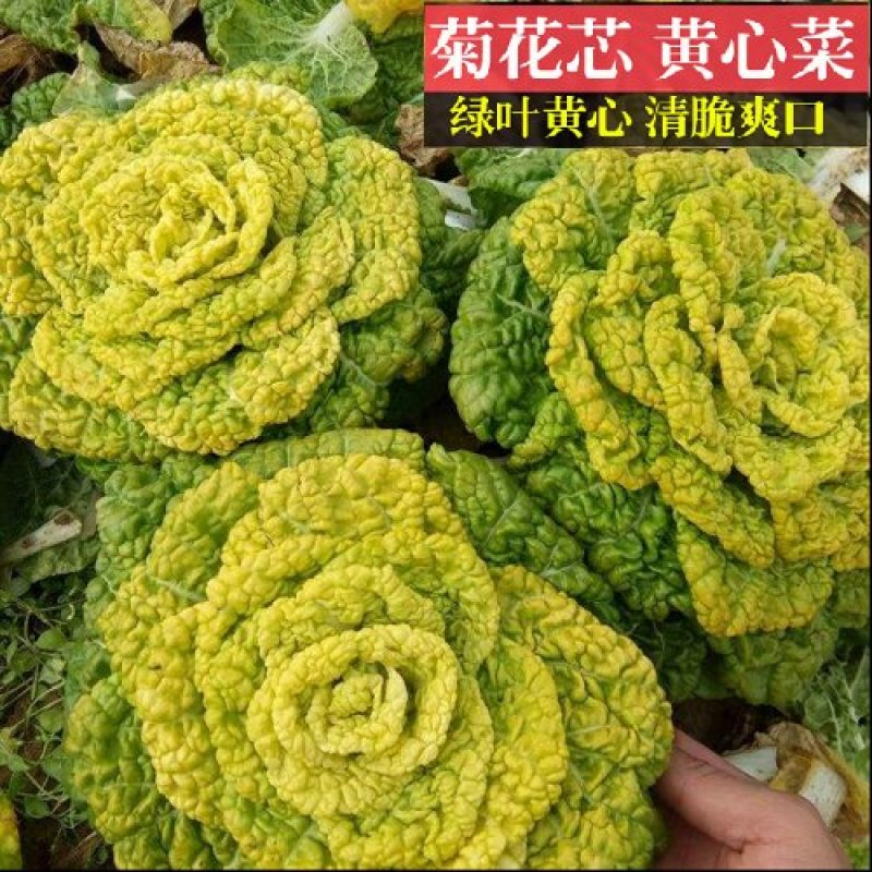 黄心坞菜种子黄心乌种子卷窝菜黄心菜特色蔬菜易种植耐寒强
