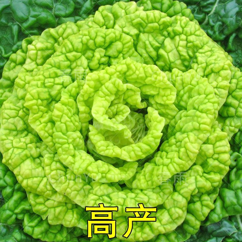黄心坞菜种子黄心乌种子卷窝菜黄心菜特色蔬菜易种植耐寒强