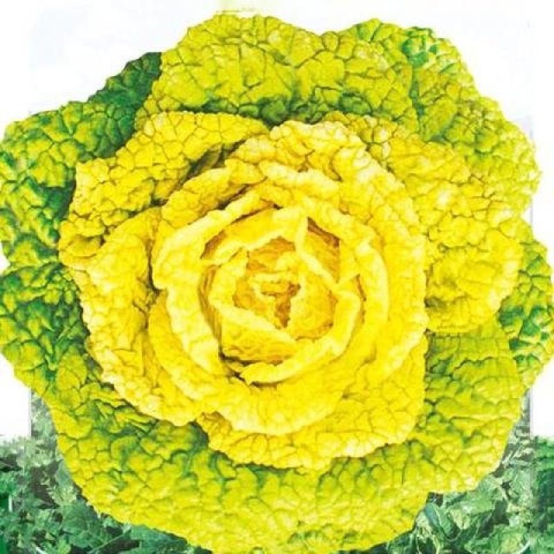 黄心坞菜种子黄心乌种子卷窝菜黄心菜特色蔬菜易种植耐寒强