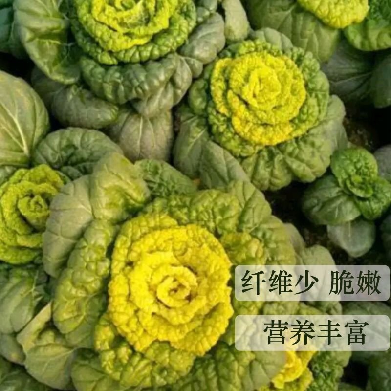 黄心坞菜种子黄心乌种子卷窝菜黄心菜特色蔬菜易种植耐寒强