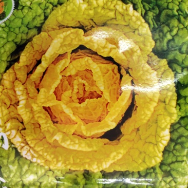 黄心坞菜种子黄心乌种子卷窝菜黄心菜特色蔬菜易种植耐寒强