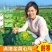 黄心坞菜种子黄心乌种子卷窝菜黄心菜特色蔬菜易种植耐寒强