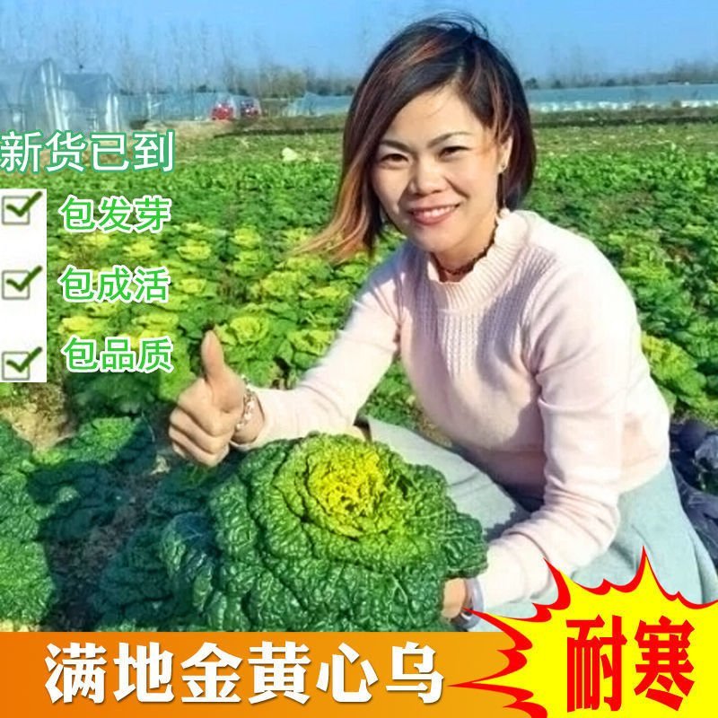黄心坞菜种子黄心乌种子卷窝菜黄心菜特色蔬菜易种植耐寒强