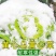 黄心坞菜种子黄心乌种子卷窝菜黄心菜特色蔬菜易种植耐寒强